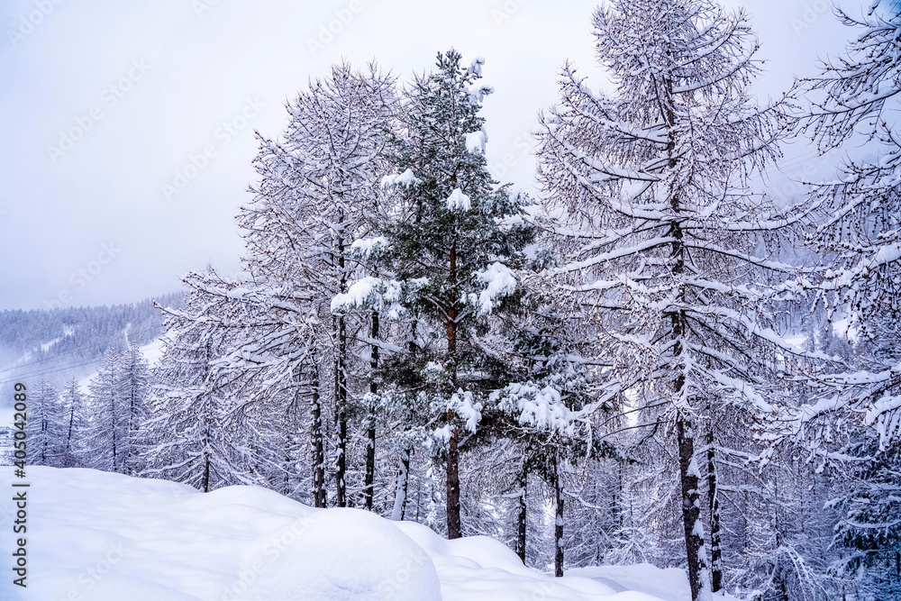 Pine tree branches with small cones in the mountain winter forest. Panoramic view of winter forest with trees covered snow. Sunset in the frozen mountains. Selective focus. High quality photo Pine tree branches with small cones in the mountain winter forest. Panoramic view of winter forest with trees covered snow. Sunset in the frozen mountains. Selective focus. High quality photo