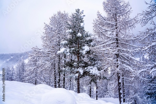 Pine tree branches with small cones in the mountain winter forest. Panoramic view of winter forest with trees covered snow. Sunset in the frozen mountains. Selective focus. High quality photo © Elena