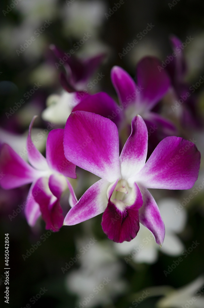Orchids and petals on a black background Orchids and petals on a black background