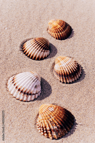Summer time. Seashells, starfishes on sand ocean beach background. Travel concept in minimal style.