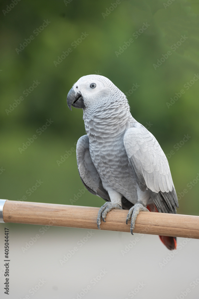 Fototapeta premium African Gray Bird On Natural Backdrop