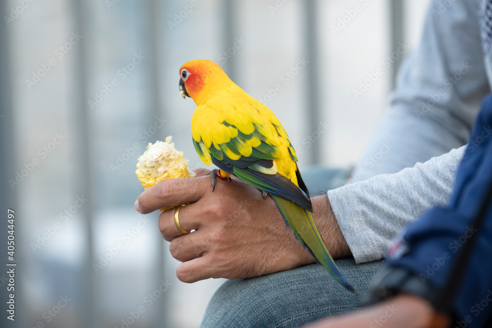 Obraz premium Sun Conure on hand and food
