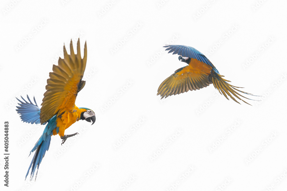 Macaw Parrot with Copy Space