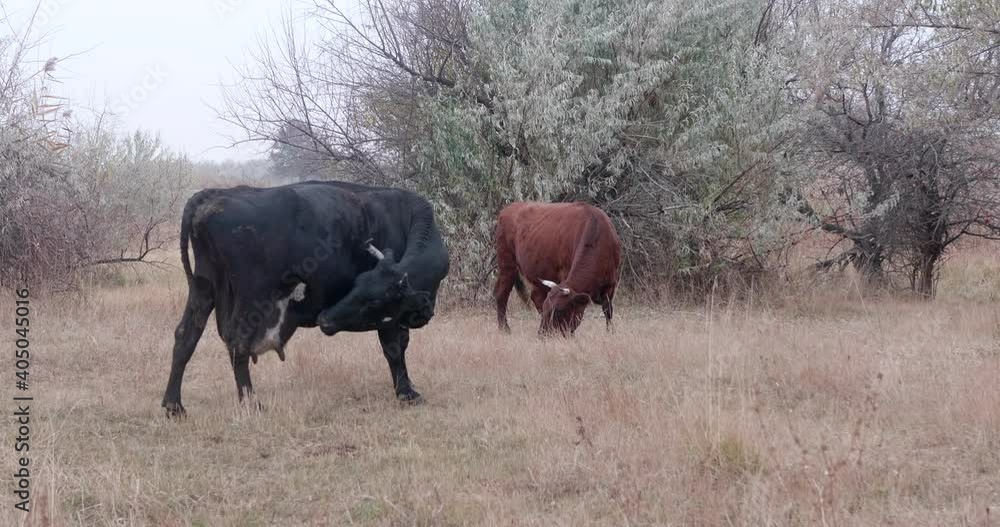 cows graze in abandoned orchard and search for food among trees cows graze in abandoned orchard and search for food among trees