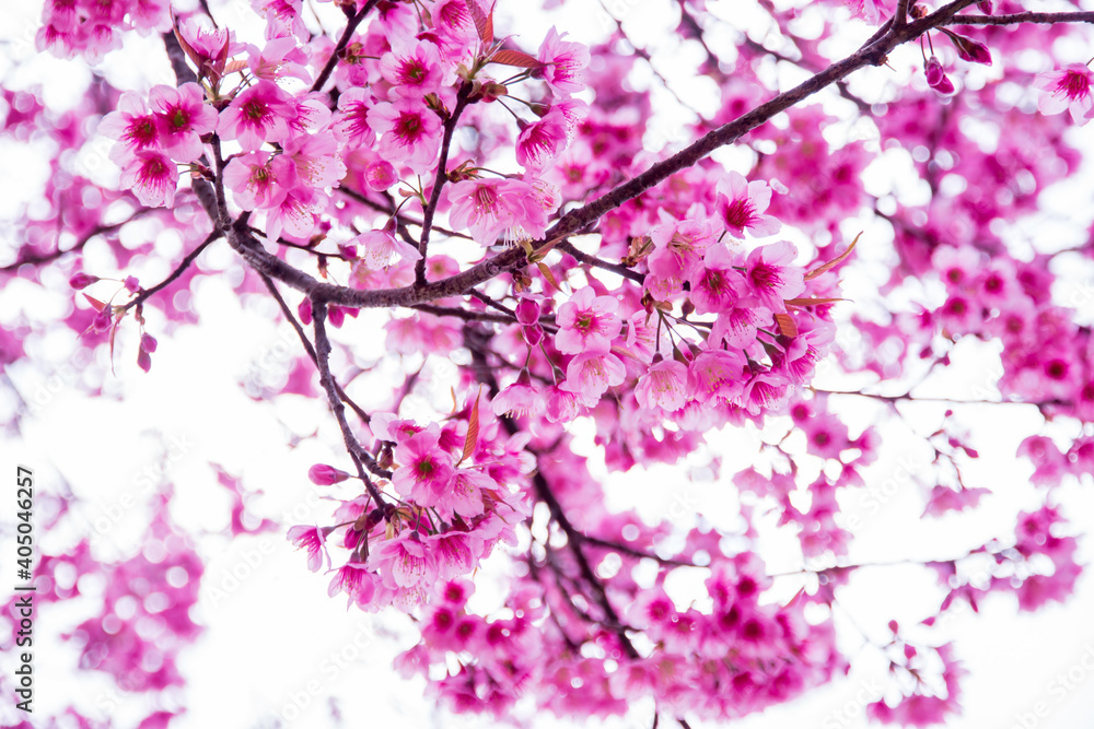 Obraz premium pink cherry blossom in spring