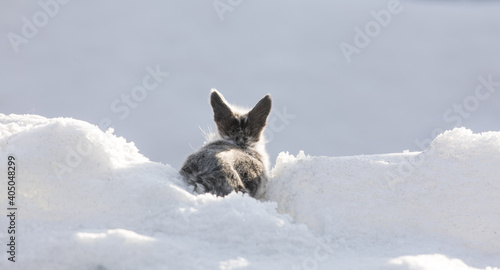 little gray rabbit in the snow © serikbaib