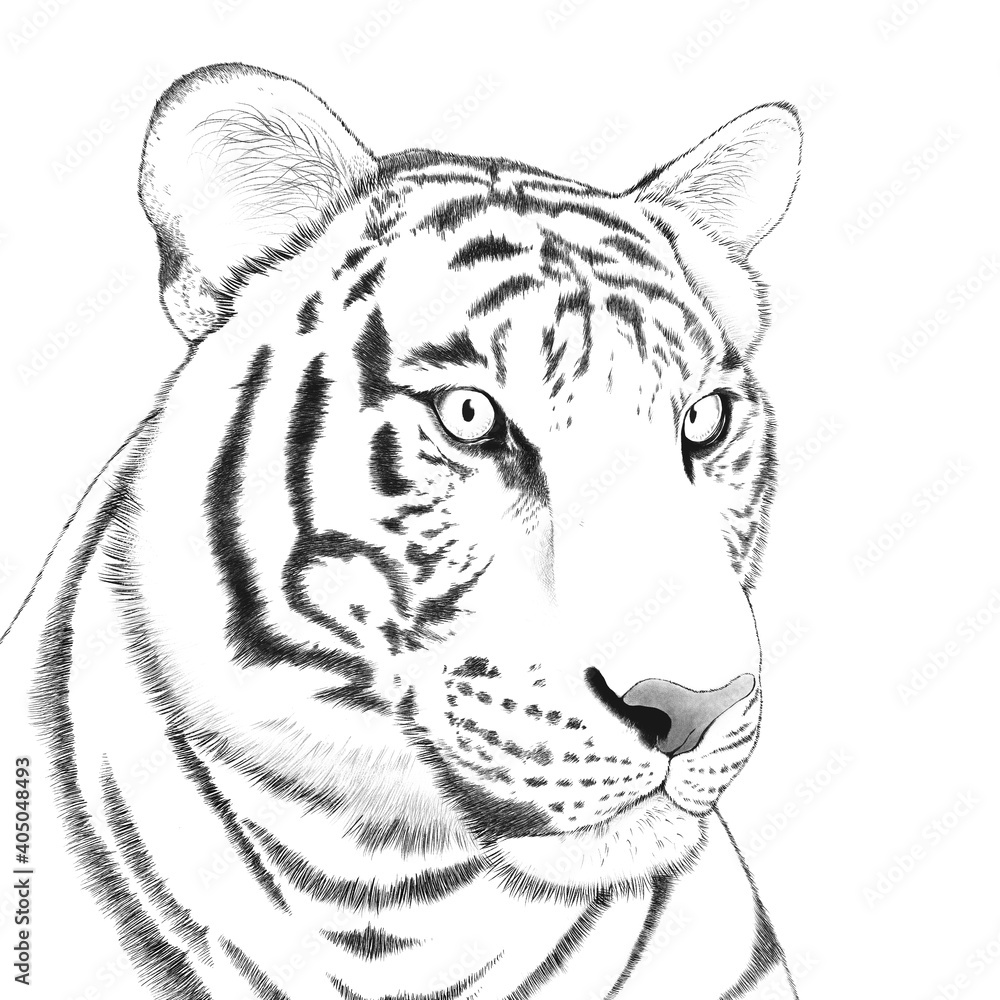 Fototapeta premium 虎 イラスト 手書き 年賀状素材