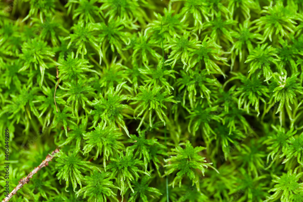 Green moss background texture, close up