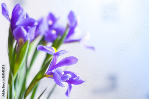 Fototapeta Naklejka Na Ścianę i Meble -  Japanese irises over blurred background, macro photo