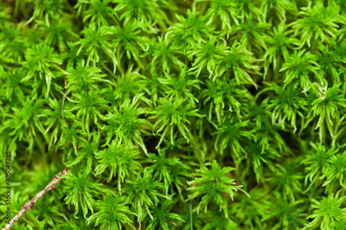 Green moss background texture, close up