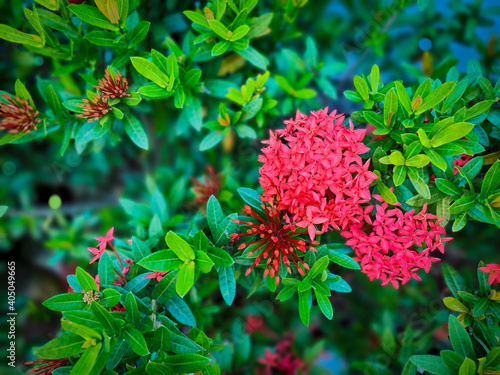Ixora red flower in natural