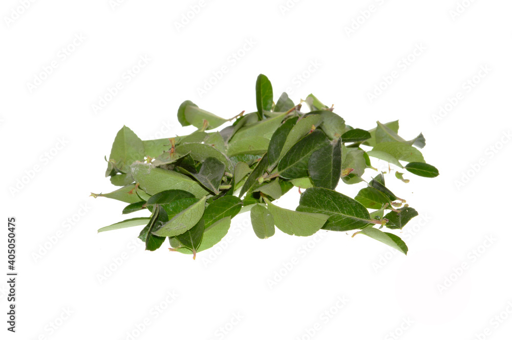 branch with green leaves isolated on white background branch with green leaves isolated on white background