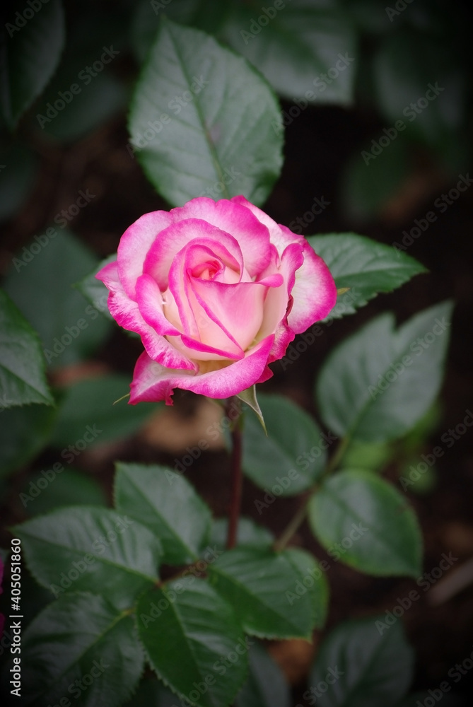 beautiful pink rose on dark green background beautiful pink rose on dark green background