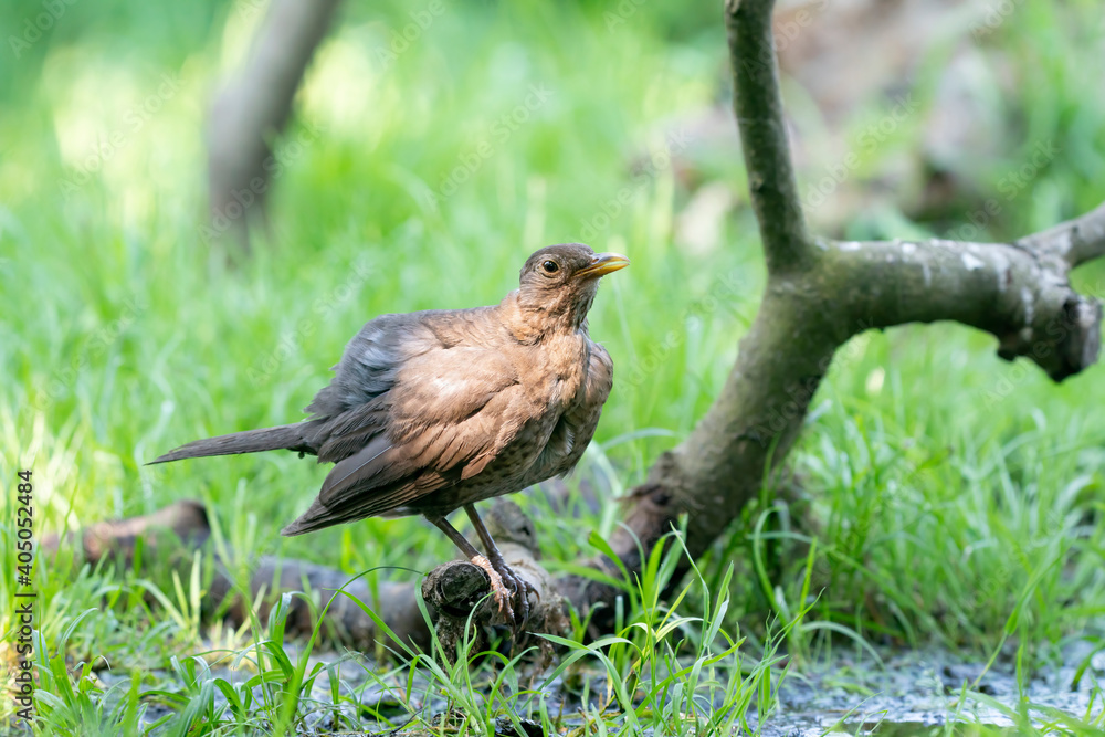 The brown female blackbird sits on a branch in a green lawn. The common blackbird, Turdus merula, seen from the side. Pool of water in front The brown female blackbird sits on a branch in a green lawn. The common blackbird, Turdus merula, seen from the side. Pool of water in front