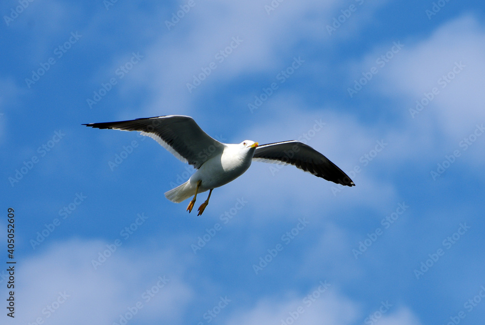 Obraz premium flying seagull