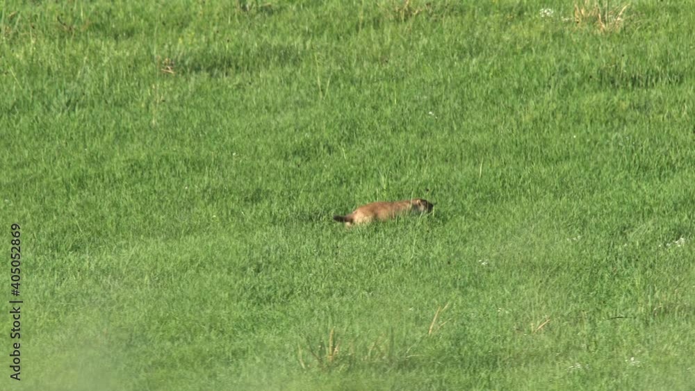 Real marmot in a meadow covered with green fresh grass.Sciuridae rodent animal wild wildlife nature genus marmota chipmunk prairie dog groundhog suslik cynomys souslik dogs marmots antelope alpine 4K. Real marmot in a meadow covered with green fresh grass.Sciuridae rodent animal wild wildlife nature genus marmota chipmunk prairie dog groundhog suslik cynomys souslik dogs marmots antelope alpine 4K.