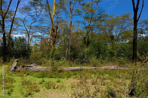 Trees along the lake Elementaita, Naivasha, Kenya photo