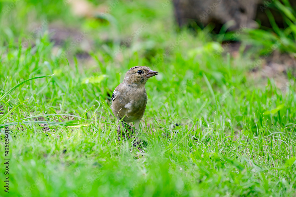 Close-up of a finch running in the grass. A pool of water in the green grass. Detailed in the bird Close-up of a finch running in the grass. A pool of water in the green grass. Detailed in the bird