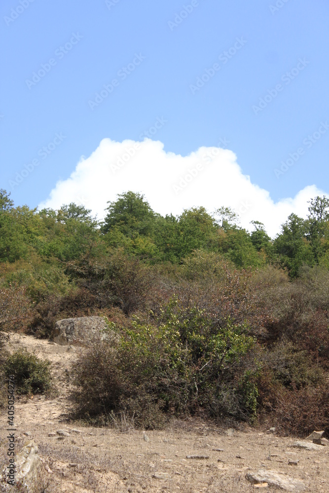 Caspian Hyrcanian mixed forests