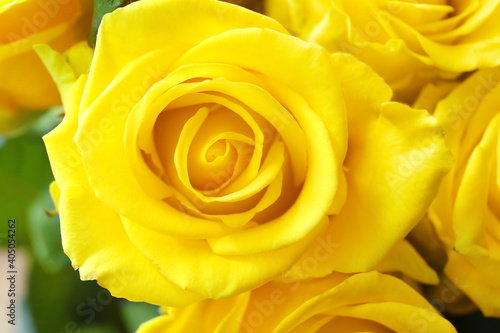 Beautiful yellow roses as background  closeup