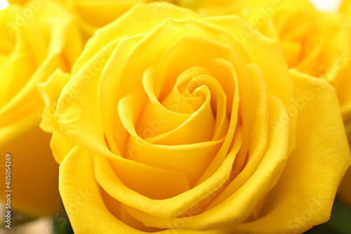 Beautiful yellow roses as background, closeup