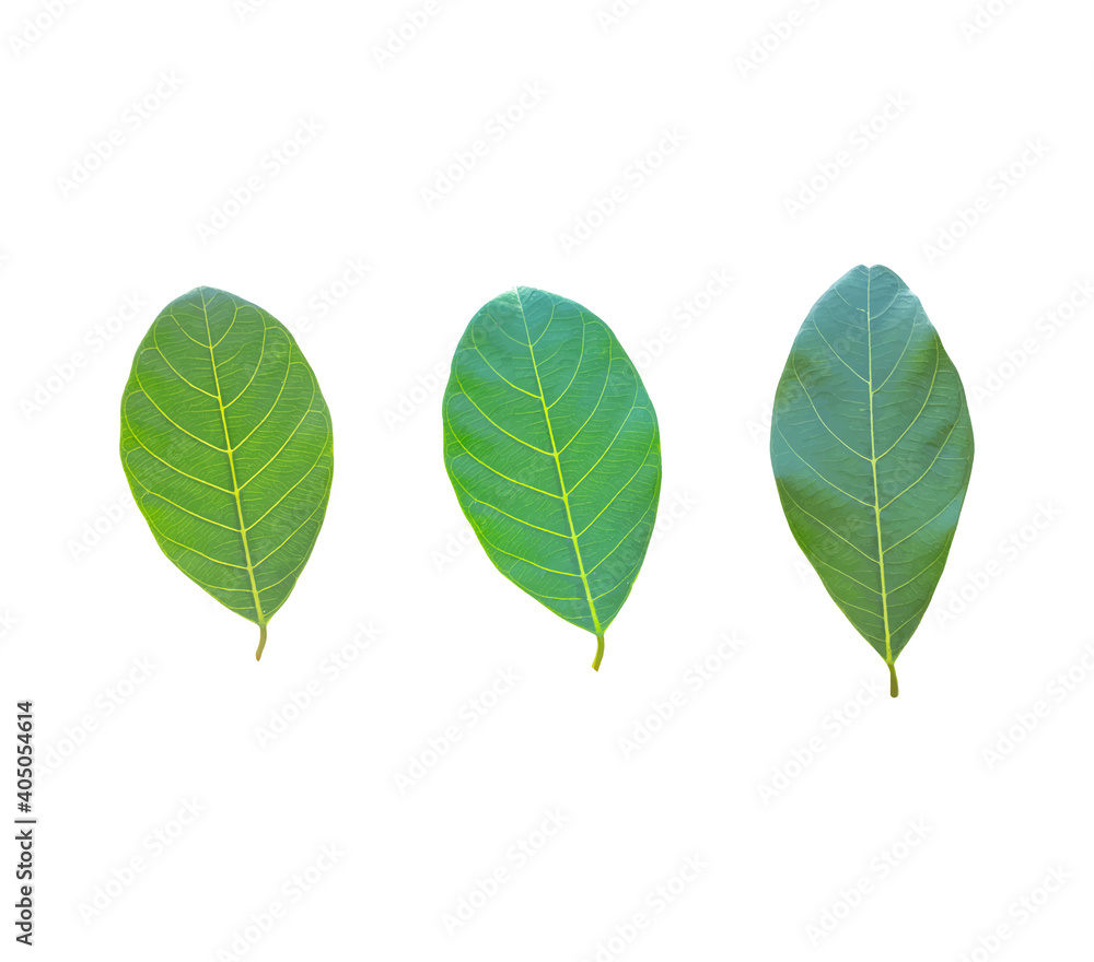 Isolated leaves on the white background. Lime leave. fresh leaves. Jack Leaf. Isolated leaves on the white background. Lime leave. fresh leaves. Jack Leaf.
