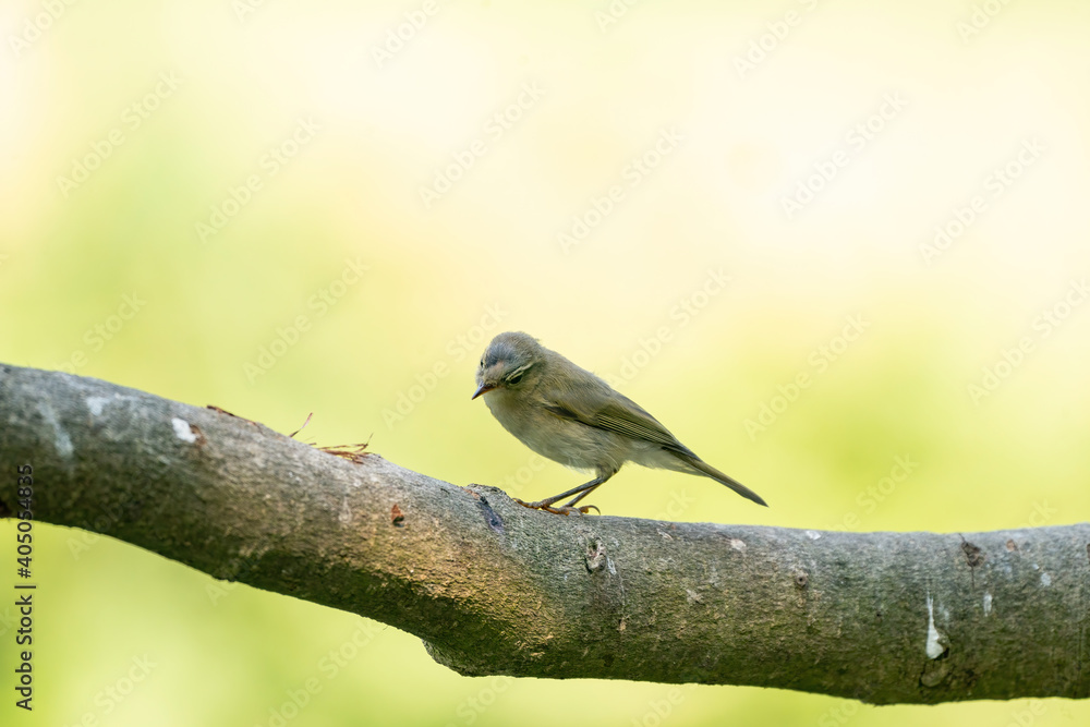 Fototapeta premium Close-up of a beautiful finch sitting on a branch in the forest. Beautiful green and yellow light in background