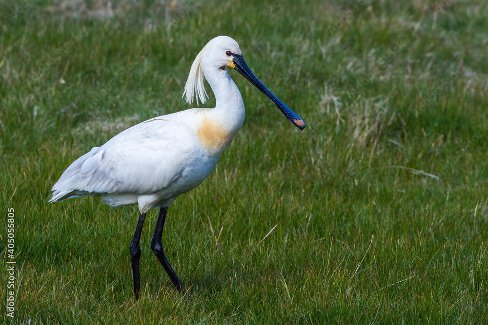 Fototapeta premium Löffler (Platalea leucorodia)