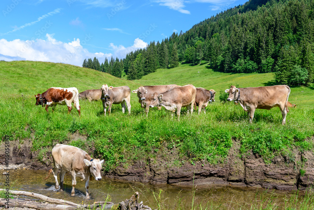 Fototapeta premium Kuhherde auf einer Weide in einem Allgäuer Hochtal