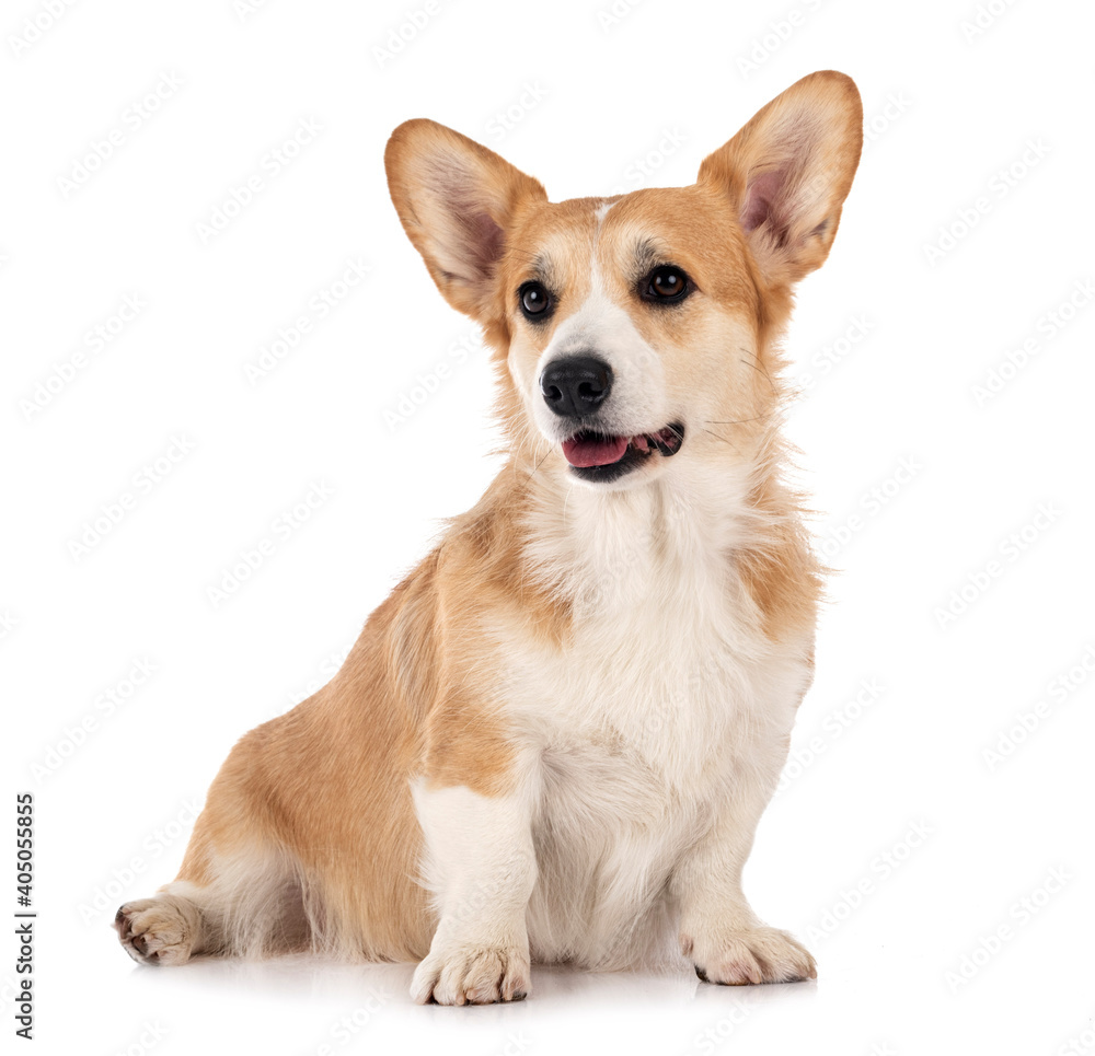young Pembroke Welsh Corgi young Pembroke Welsh Corgi