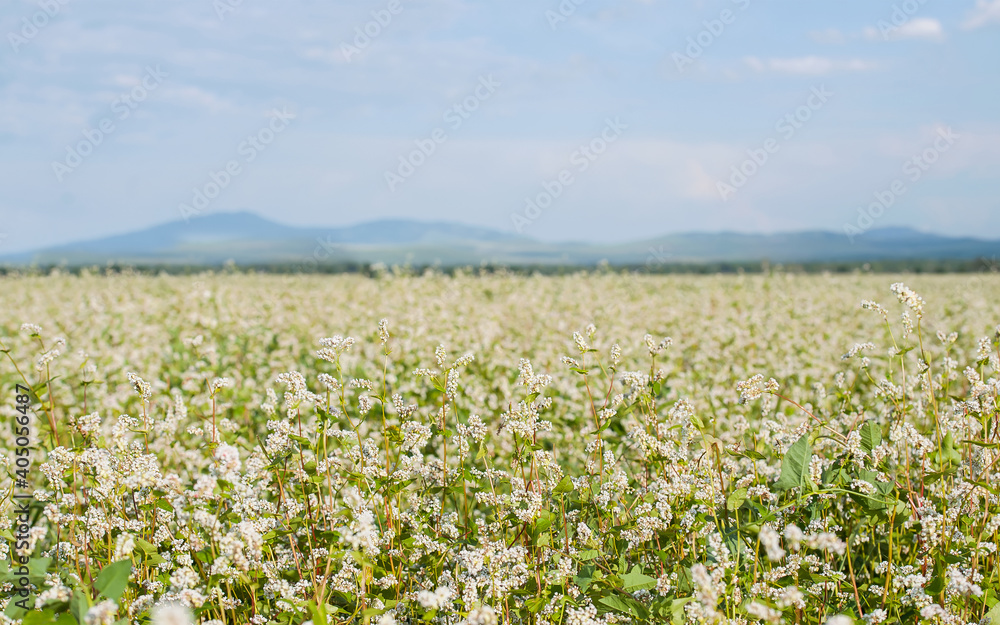Close up of white blooming flowers of buckwheat (Fagopyrum esculentum) growing in agricultural field on a background of blue sky. Panorama landscape of mountains. Sunny summer day. Altai region Close up of white blooming flowers of buckwheat (Fagopyrum esculentum) growing in agricultural field on a background of blue sky. Panorama landscape of mountains. Sunny summer day. Altai region