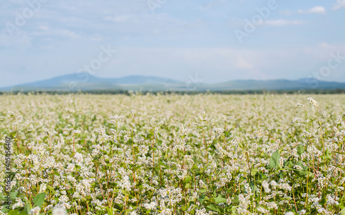 Close up of white blooming flowers of buckwheat (Fagopyrum esculentum) growing in agricultural field on a background of blue sky. Panorama landscape of mountains. Sunny summer day. Altai region © Igor