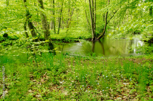 Jar rzeki Raduni w maju, Kaszuby, Polska