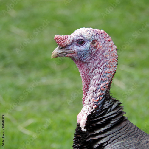 portrait of a male domestic turkey in the green blurred background