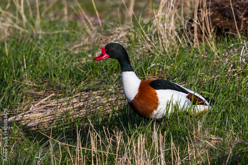 Brandgans (Tadorna tadorna) Männchen