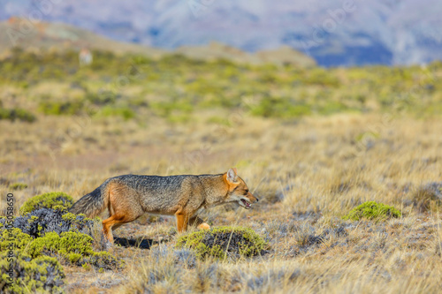 Fox in Patagonia