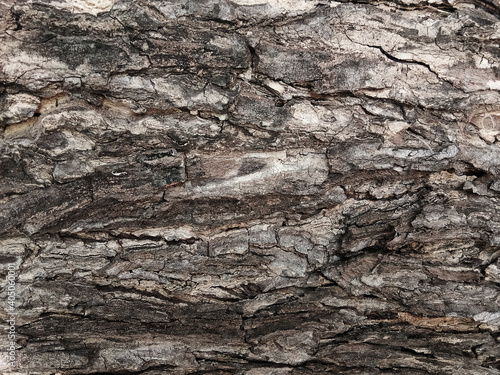 Old tree bark with beautiful patterns for graphic design © Nattawut