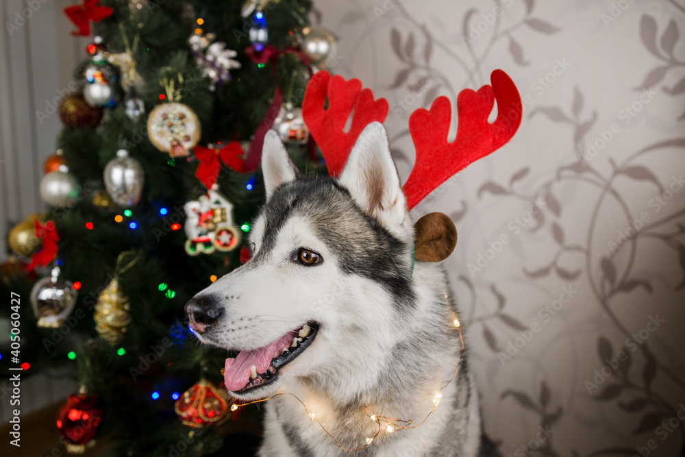 husky dog ​​near the christmas tree in the room