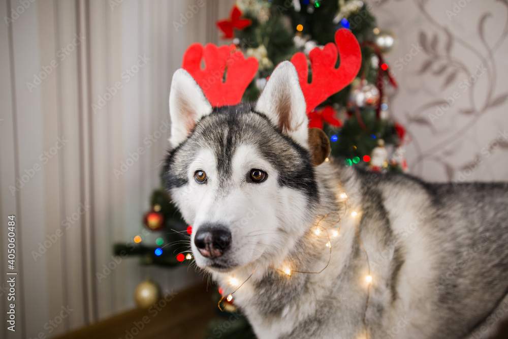 husky dog ​​near the christmas tree in the room
