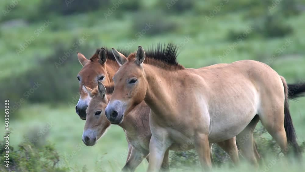 Przewalski's horses in real natural habitat environment in the mountains of Mongolia.Equus Ferus takhi dzungarian Przewalski Mongolian wild horse wildlife animal hoofed mustang brumby feral tarpan dun