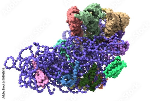 The structure of the ribosome of Thermus thermophilus showing the 30S ribosome RNA (blue), three tRNA (top), and ribosomal proteins. 3D Gaussian surface model, white background photo