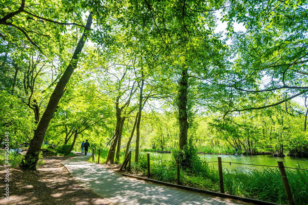 Fototapeta premium 石神井公園
