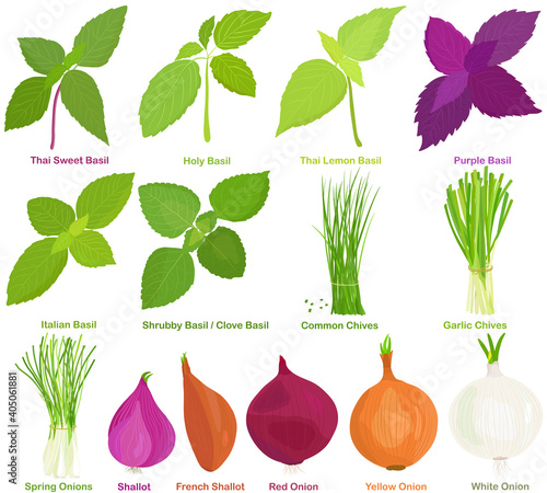Vector of aromatic Herb, bulb vegetable - Basil, Chives, Onions, Shallot. Healthy ingredients. Colorful set of food illustration