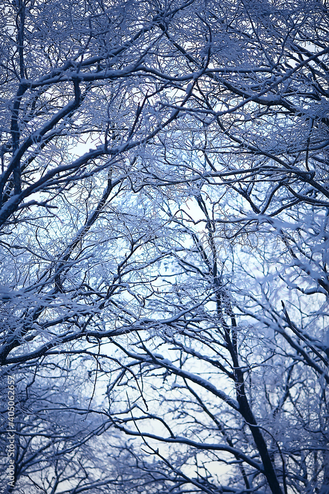 branches covered with hoarfrost background, abstract landscape snow winter nature frost branches covered with hoarfrost background, abstract landscape snow winter nature frost