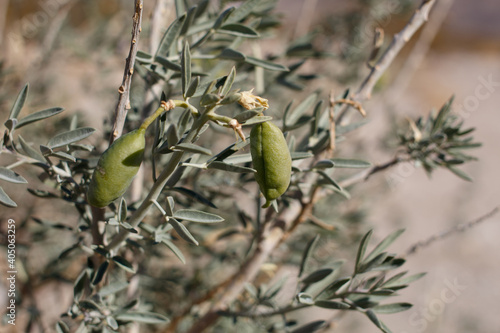 Green immature dehiscent capsule fruit of Bladderpod, Peritoma Arborea, Cleomaceae, native perennial evergreen woody shrub in Joshua Tree National Park, Southern Mojave Desert, Winter.