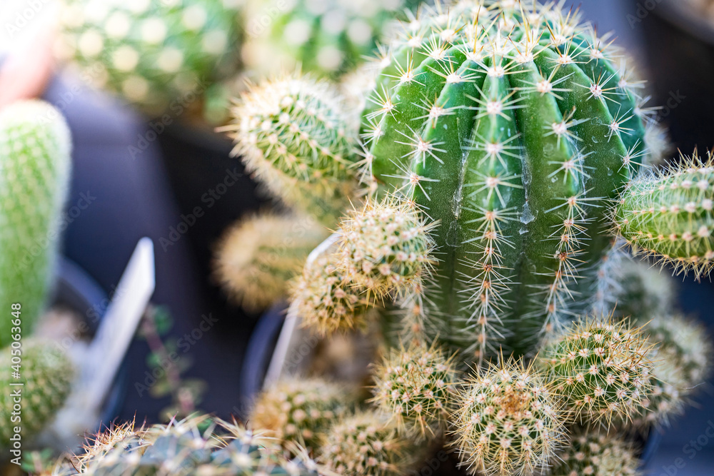 Close up small desert cactus Close up small desert cactus