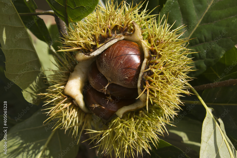 close up chestnut bur and chestnut in natural background close up chestnut bur and chestnut in natural background