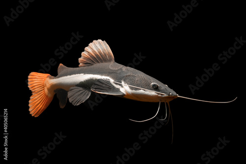 Slika na platnu Underwater photography of The Red Tail Catfish (Phractocephalus hemiliopterus)