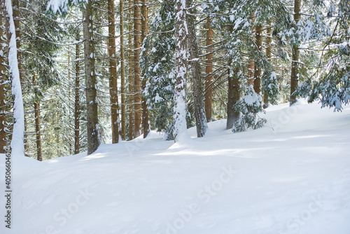 Background with snow and plants of winter environment