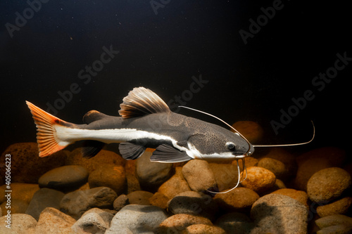 Underwater photography of The Red Tail Catfish (Phractocephalus hemiliopterus). This tropical fish is native to the Amazon, Orinoco, and Essequibo river basins of South America.  photo